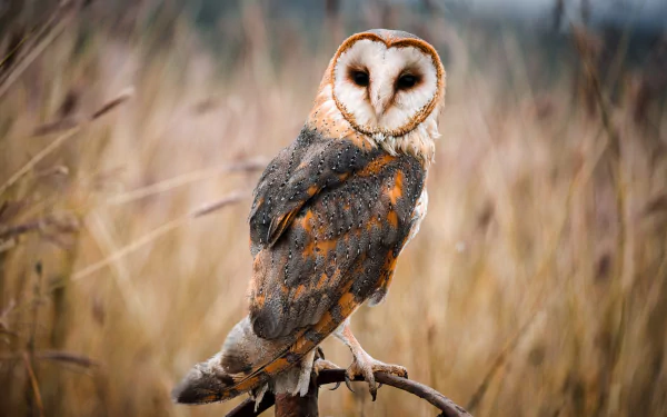 Animal barn owl HD Desktop Wallpaper | Background Image