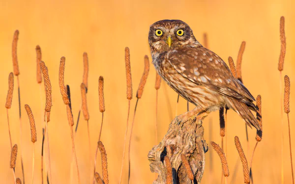 Animal owl HD Desktop Wallpaper | Background Image