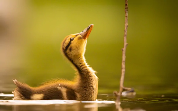 duckling Animal duck HD Desktop Wallpaper | Background Image