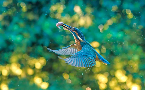 Animal kingfisher HD Desktop Wallpaper | Background Image