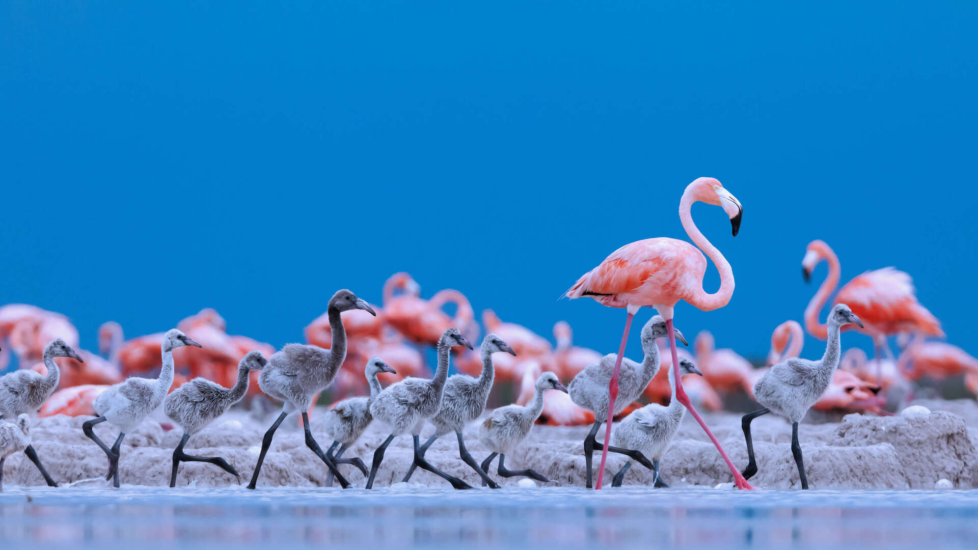 flamingo bird wallpaper