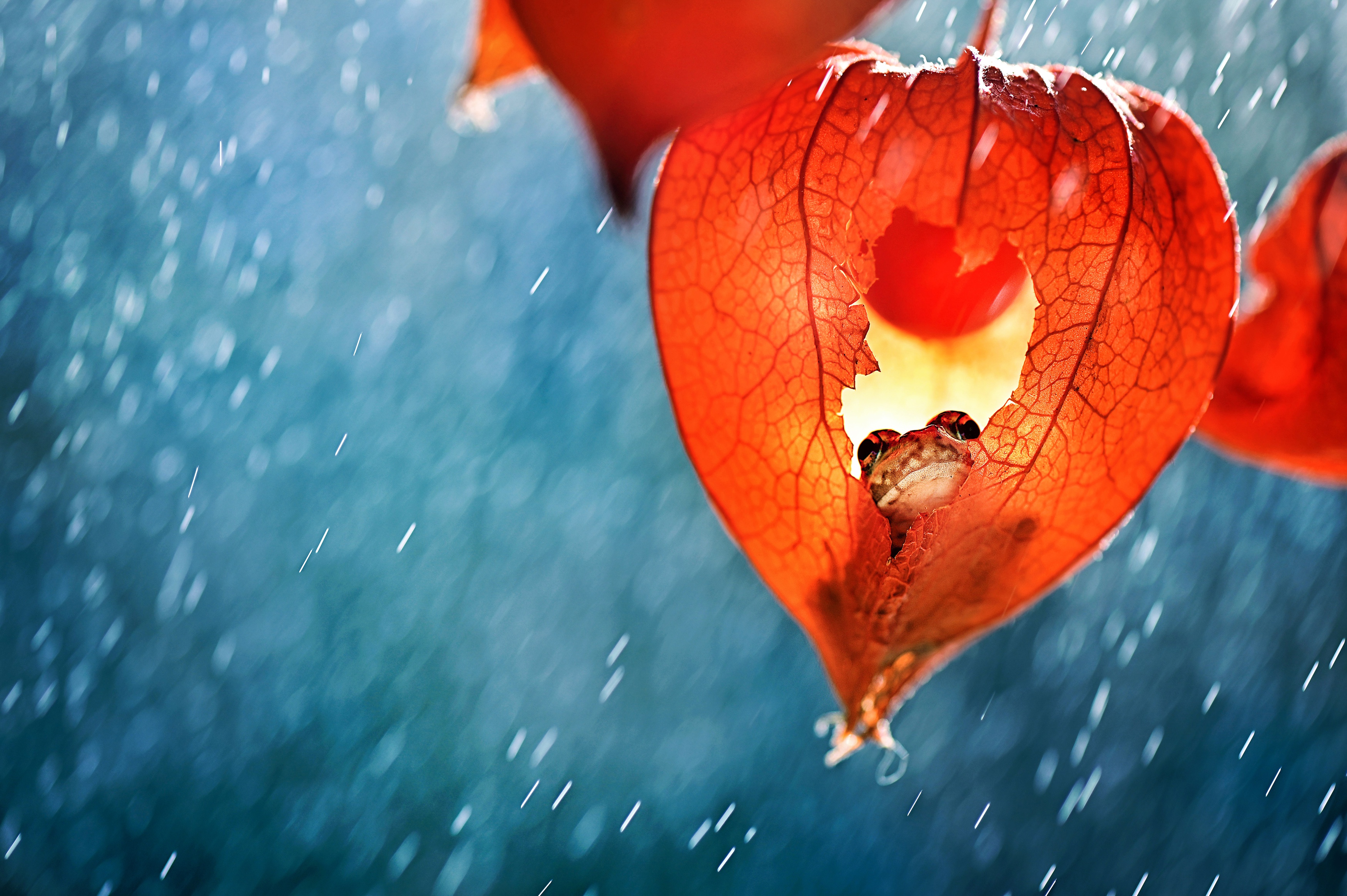 Download Animal Frog HD Wallpaper