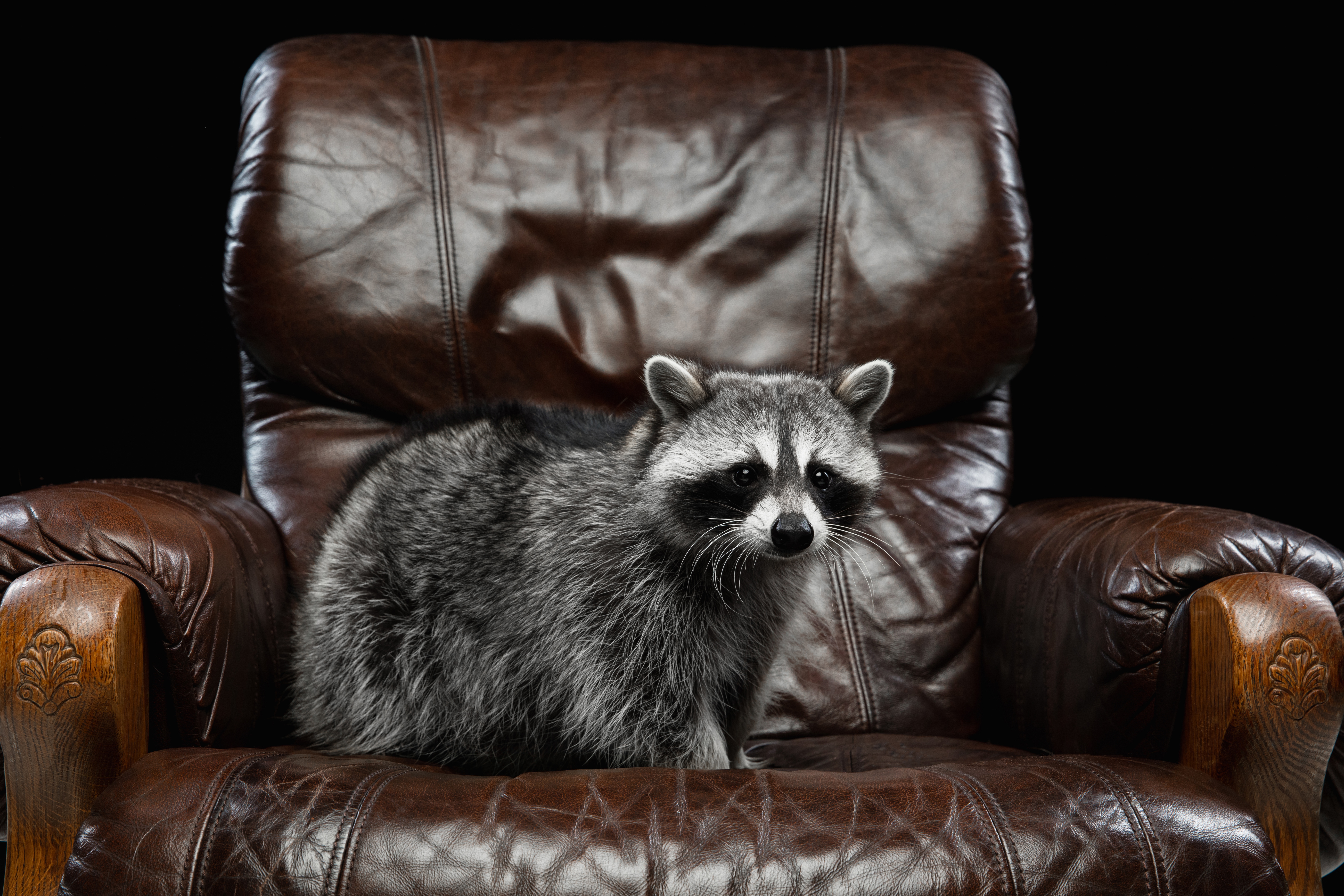 Animal Raccoon HD Wallpaper | Background Image