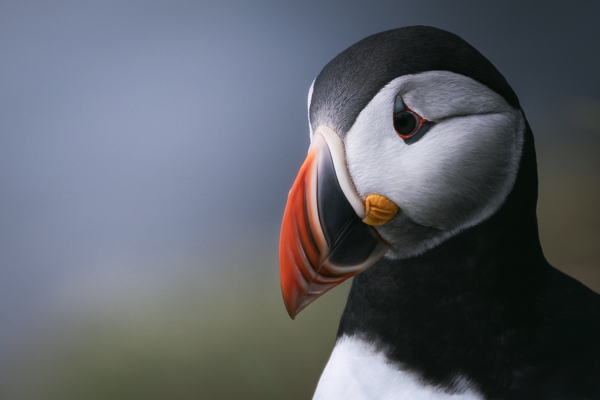 Download Animal Puffin HD Wallpaper by Remo Daut