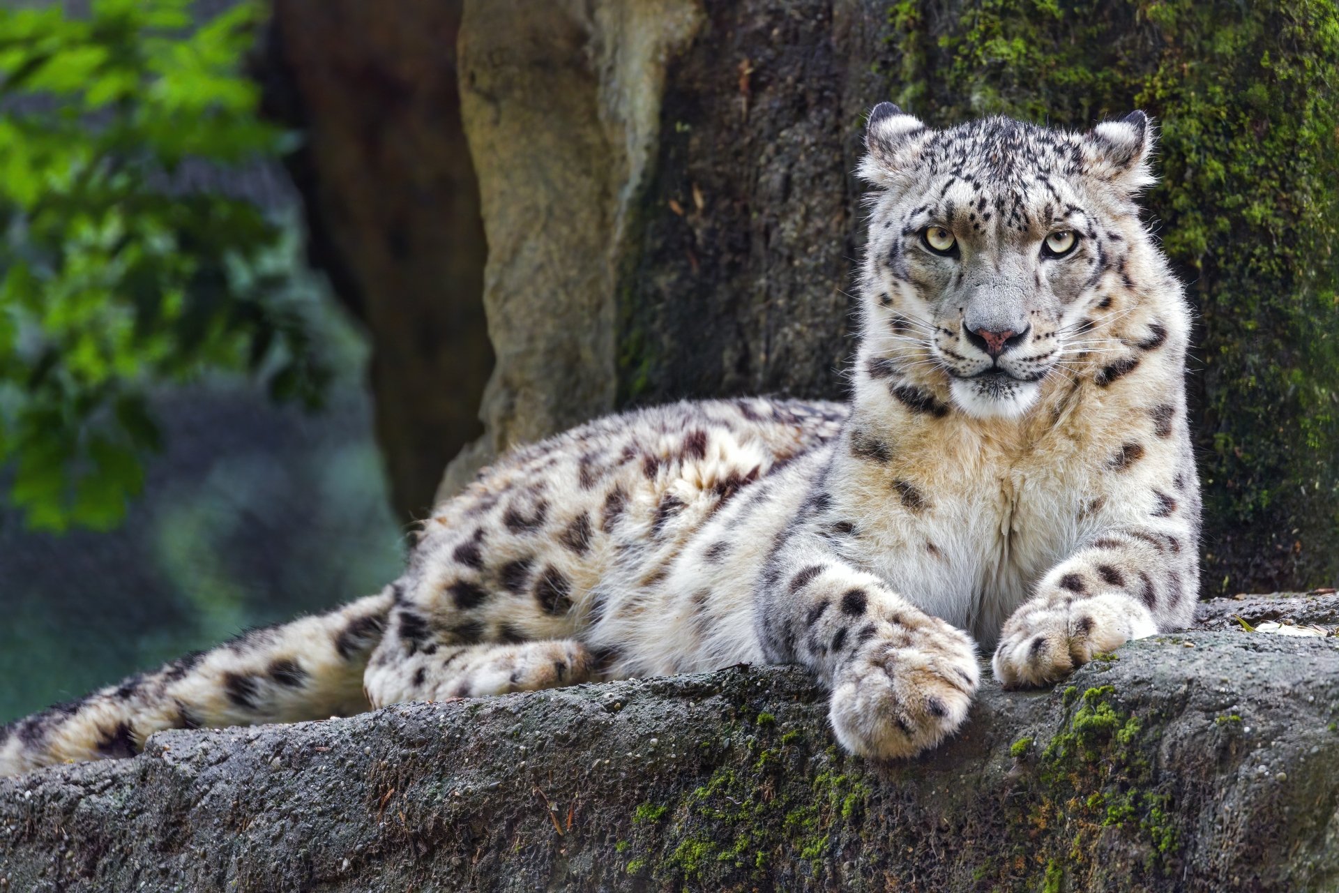 Download Animal Snow Leopard 4k Ultra HD Wallpaper