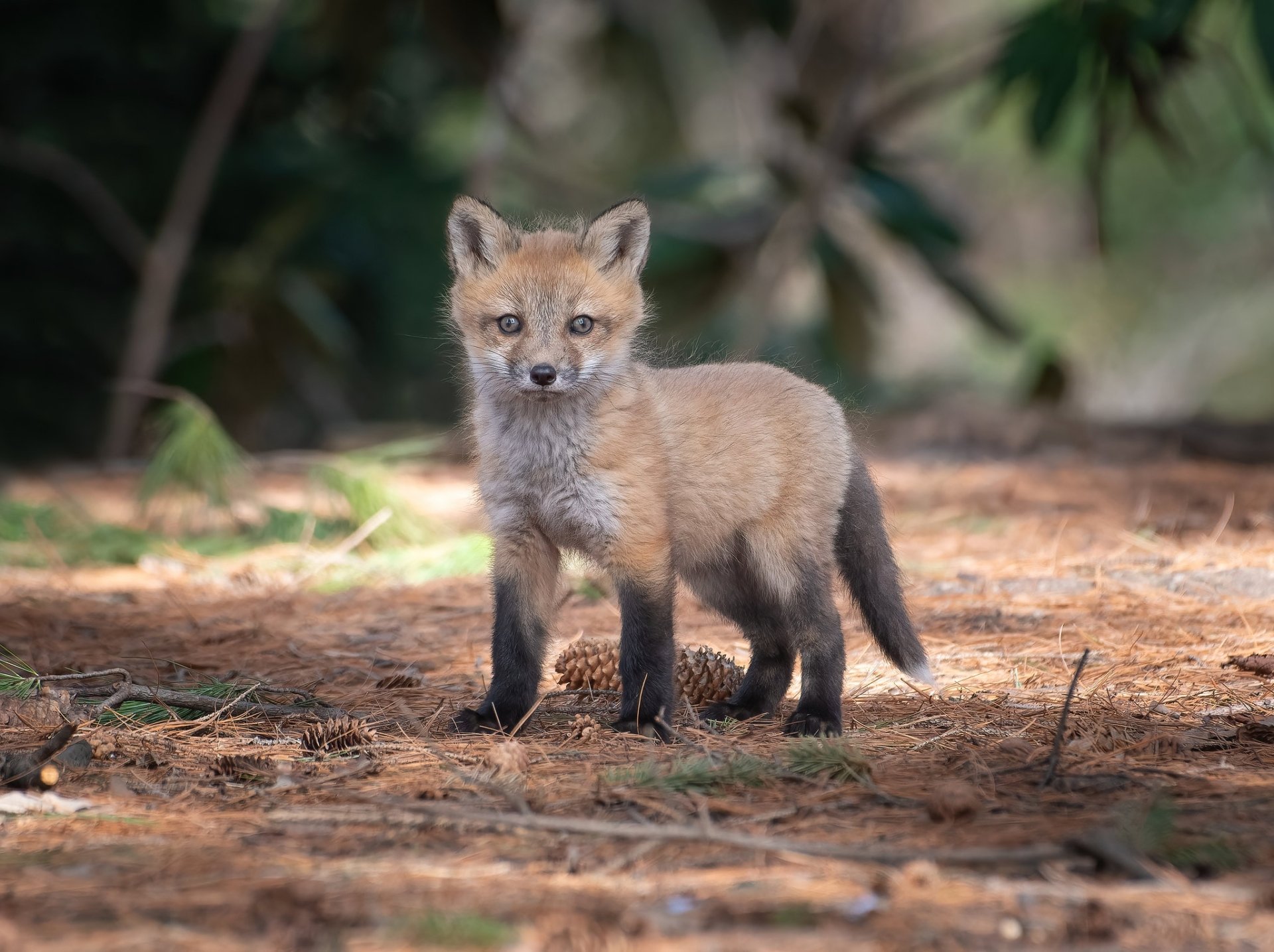 HD PC desktop wallpaper featuring a young fox standing on a forest floor with blurred green foliage in the background.