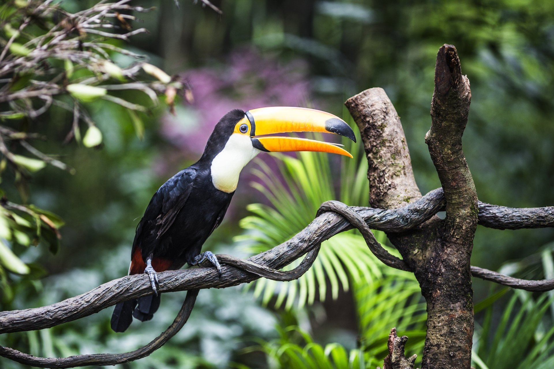 Download Animal Toucan 4k Ultra HD Wallpaper