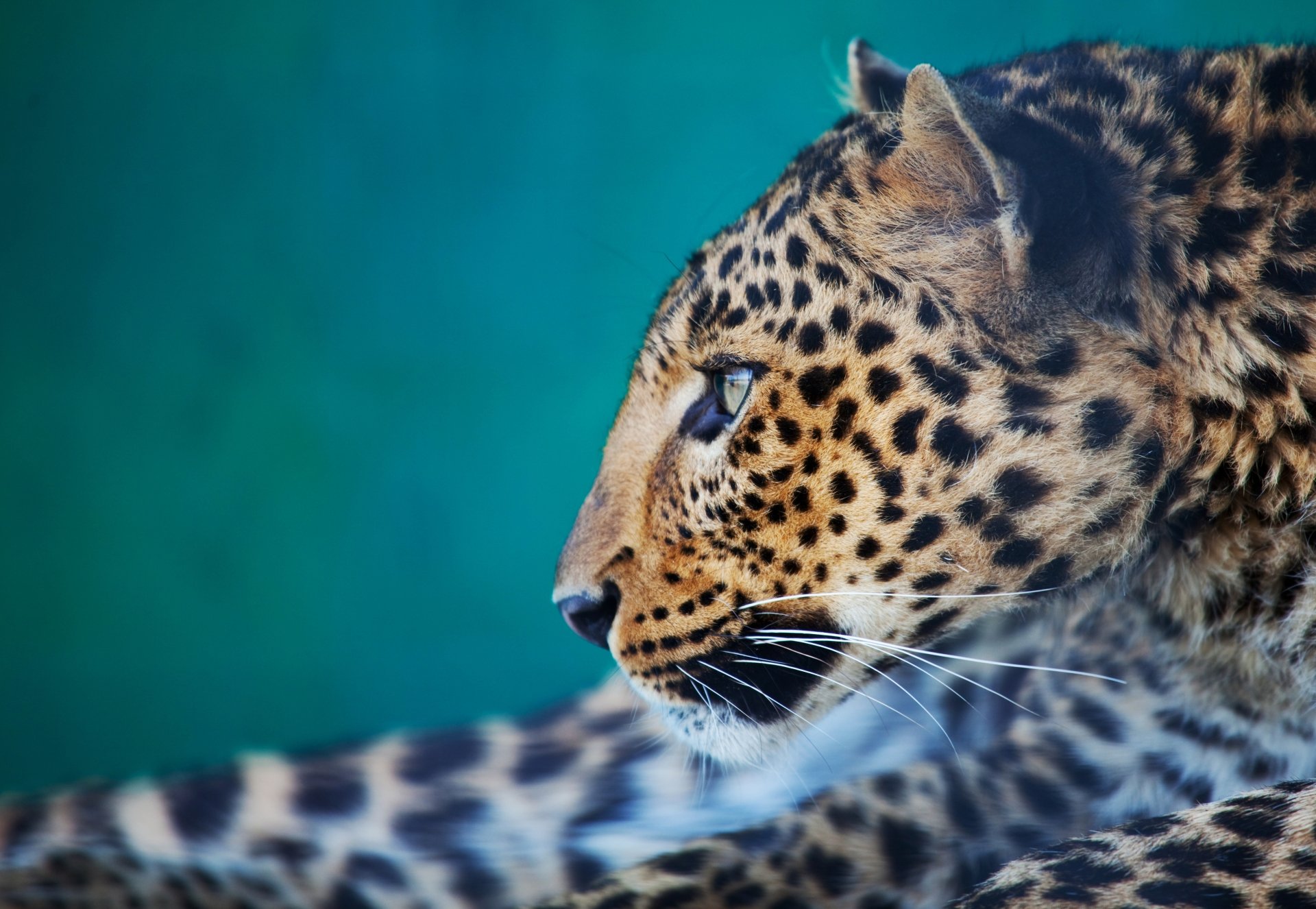 Download Animal Leopard 4k Ultra HD Wallpaper