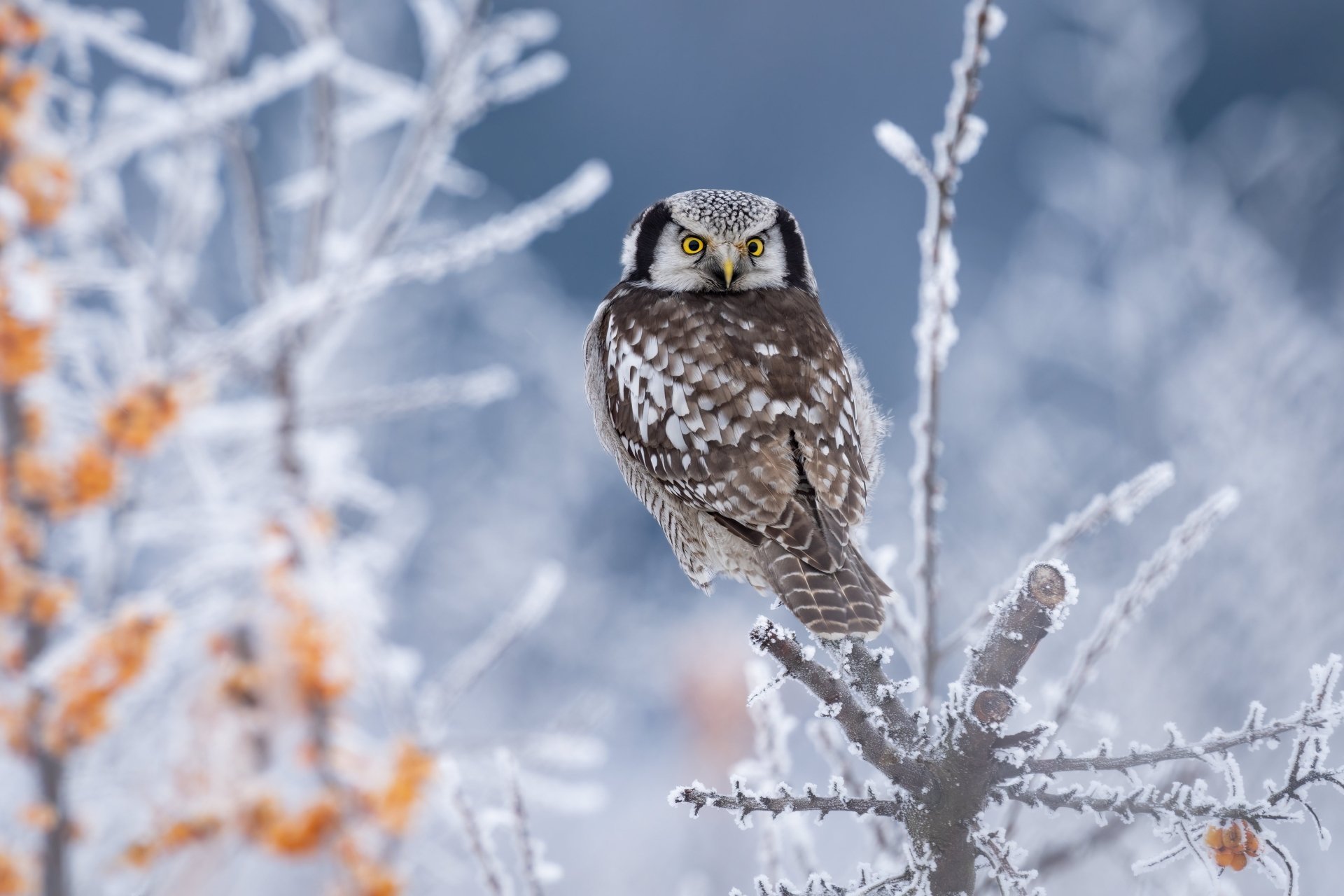 Download Hawk Owl Animal Owl 4k Ultra HD Wallpaper