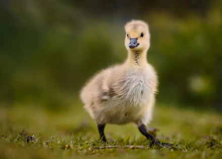 duckling Animal duck HD Desktop Wallpaper | Background Image