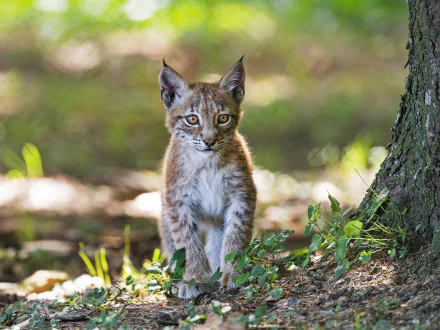 cub Animal lynx HD Desktop Wallpaper | Background Image