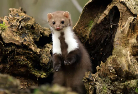Animal marten HD Desktop Wallpaper | Background Image