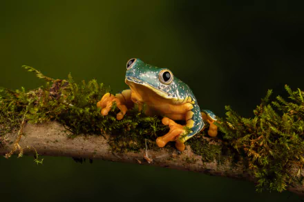 Animal frog HD Desktop Wallpaper | Background Image