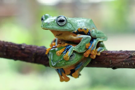 Animal frog HD Desktop Wallpaper | Background Image