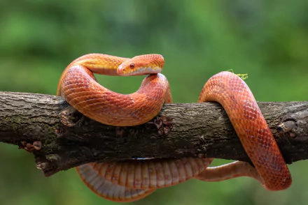 Animal snake HD Desktop Wallpaper | Background Image