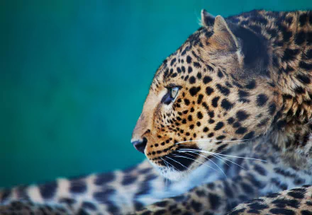 Animal leopard HD Desktop Wallpaper | Background Image