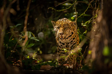 Animal jaguar HD Desktop Wallpaper | Background Image