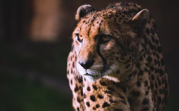 Animal cheetah HD Desktop Wallpaper | Background Image