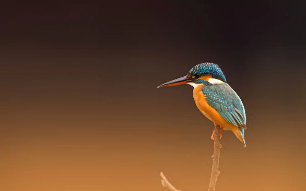 Animal kingfisher HD Desktop Wallpaper | Background Image