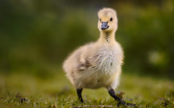 duckling Animal duck HD Desktop Wallpaper | Background Image
