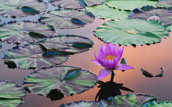 nature water lily HD Desktop Wallpaper | Background Image