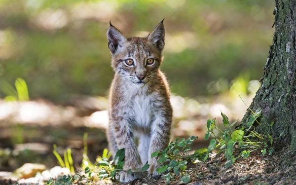 Majestic lynx cub in natural habitat, perfect for HD desktop wallpaper.