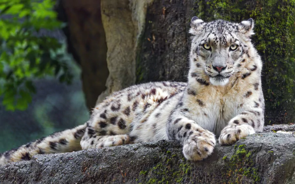 Animal snow leopard HD Desktop Wallpaper | Background Image
