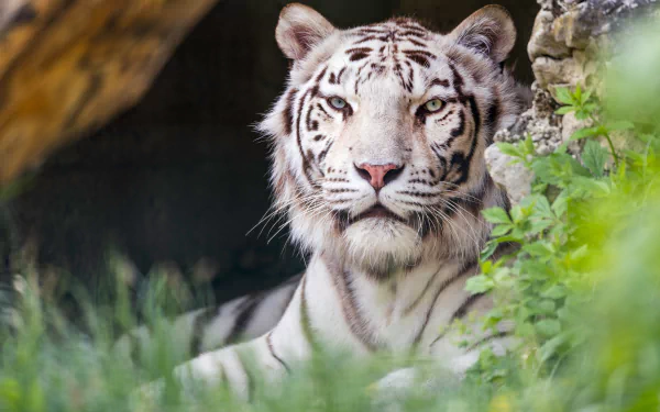 Animal white tiger HD Desktop Wallpaper | Background Image