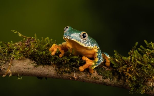 Animal Frog Frogs HD Wallpaper | Background Image