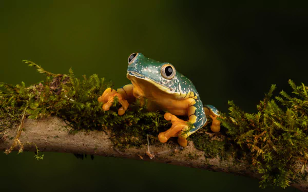 Animal frog HD Desktop Wallpaper | Background Image