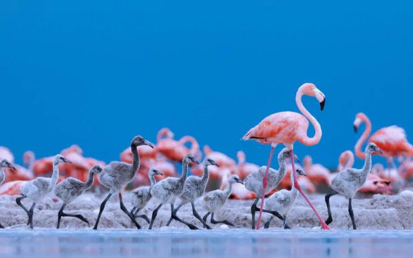 Animal flamingo HD Desktop Wallpaper | Background Image