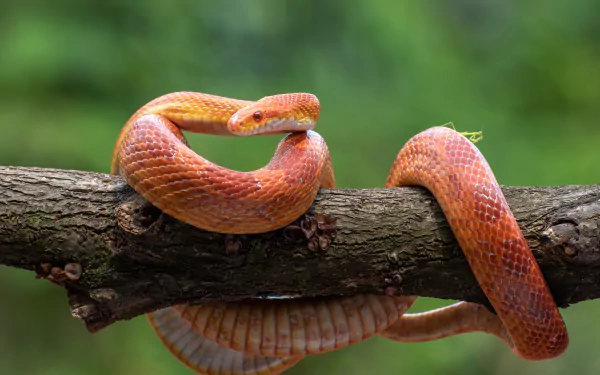 Animal snake HD Desktop Wallpaper | Background Image