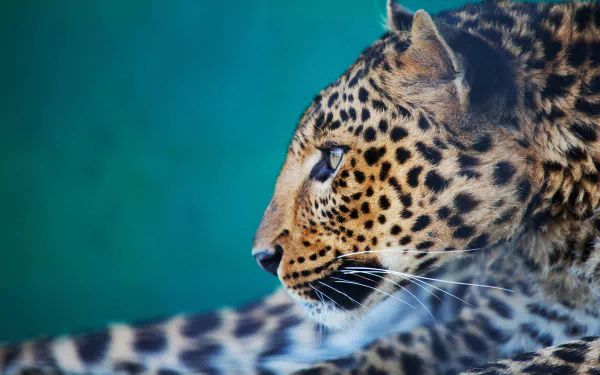 Animal leopard HD Desktop Wallpaper | Background Image