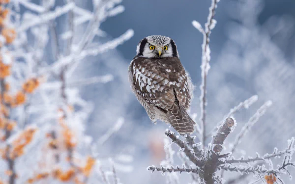 hawk owl Animal owl HD Desktop Wallpaper | Background Image