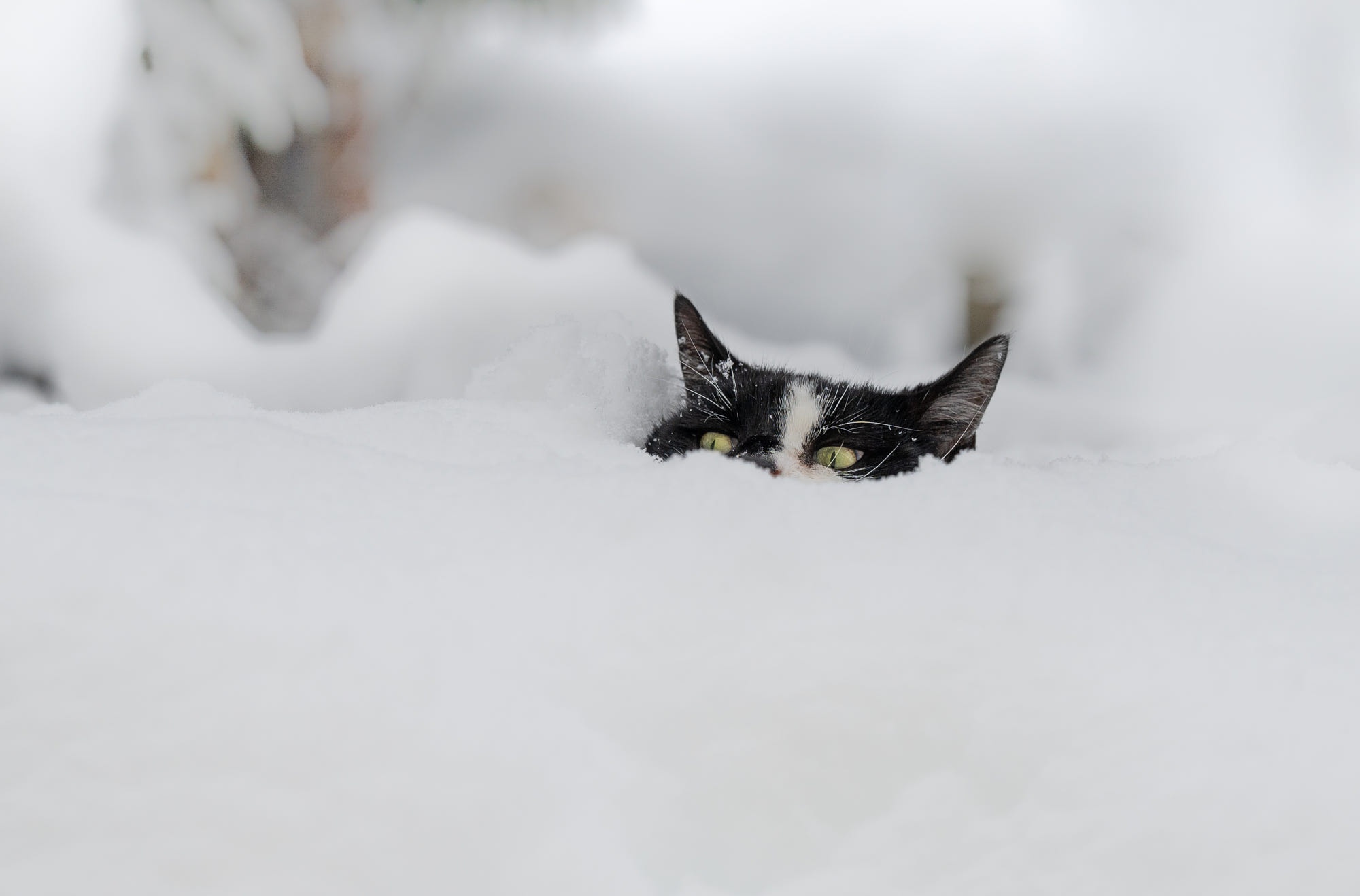 Кот в снегу