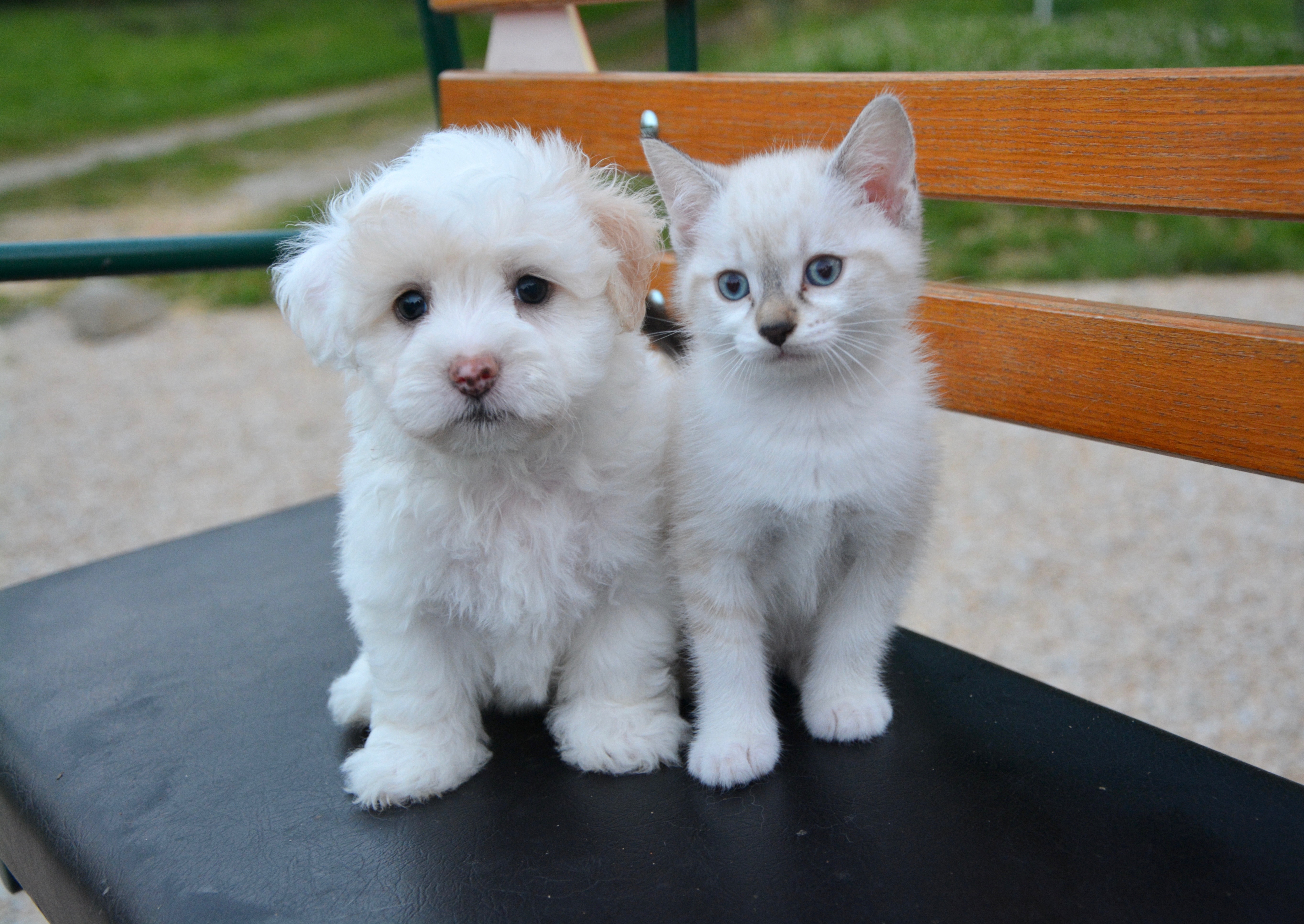 Animal Cat & Dog HD Wallpaper | Background Image