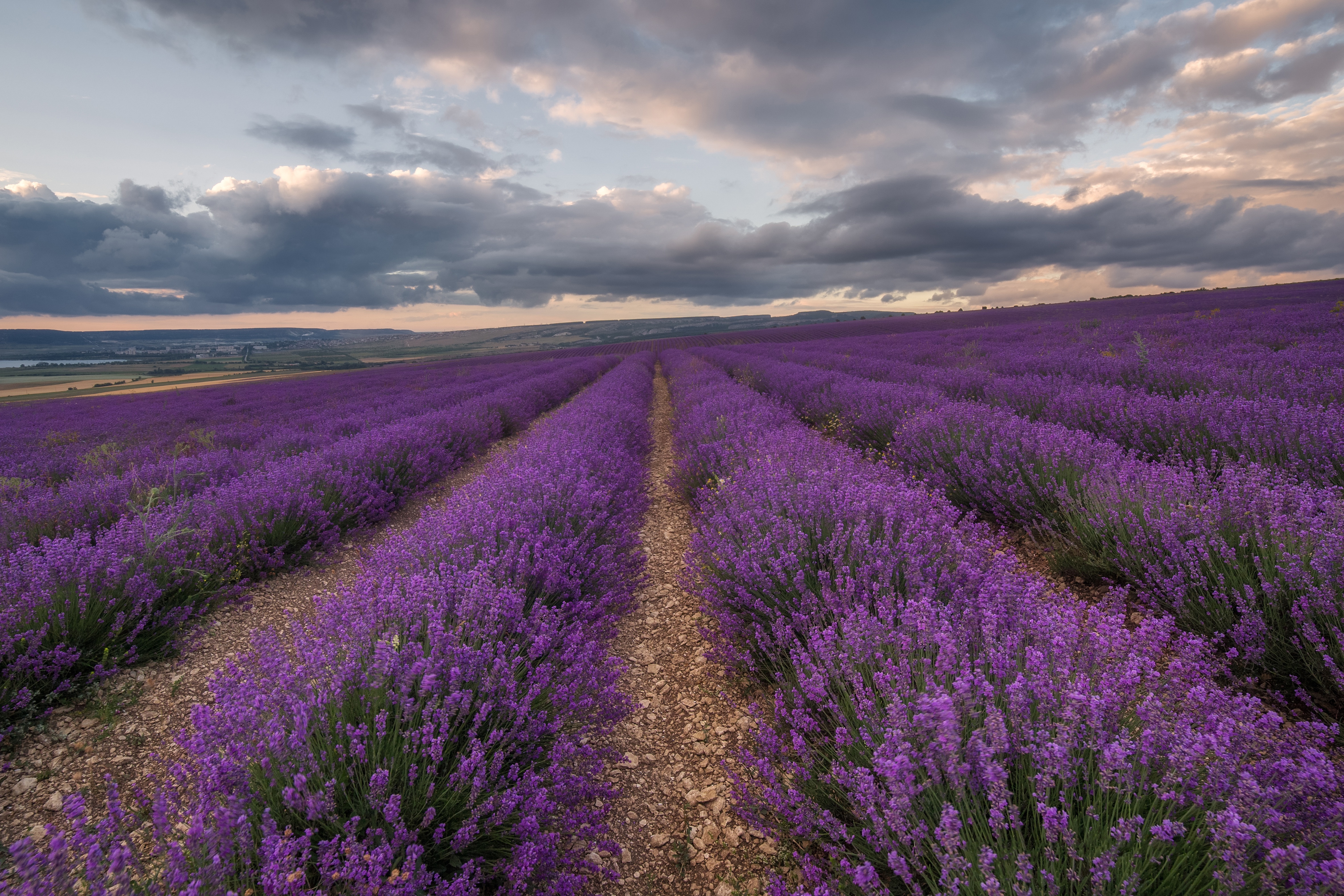 Nature Lavender HD Wallpaper | Background Image