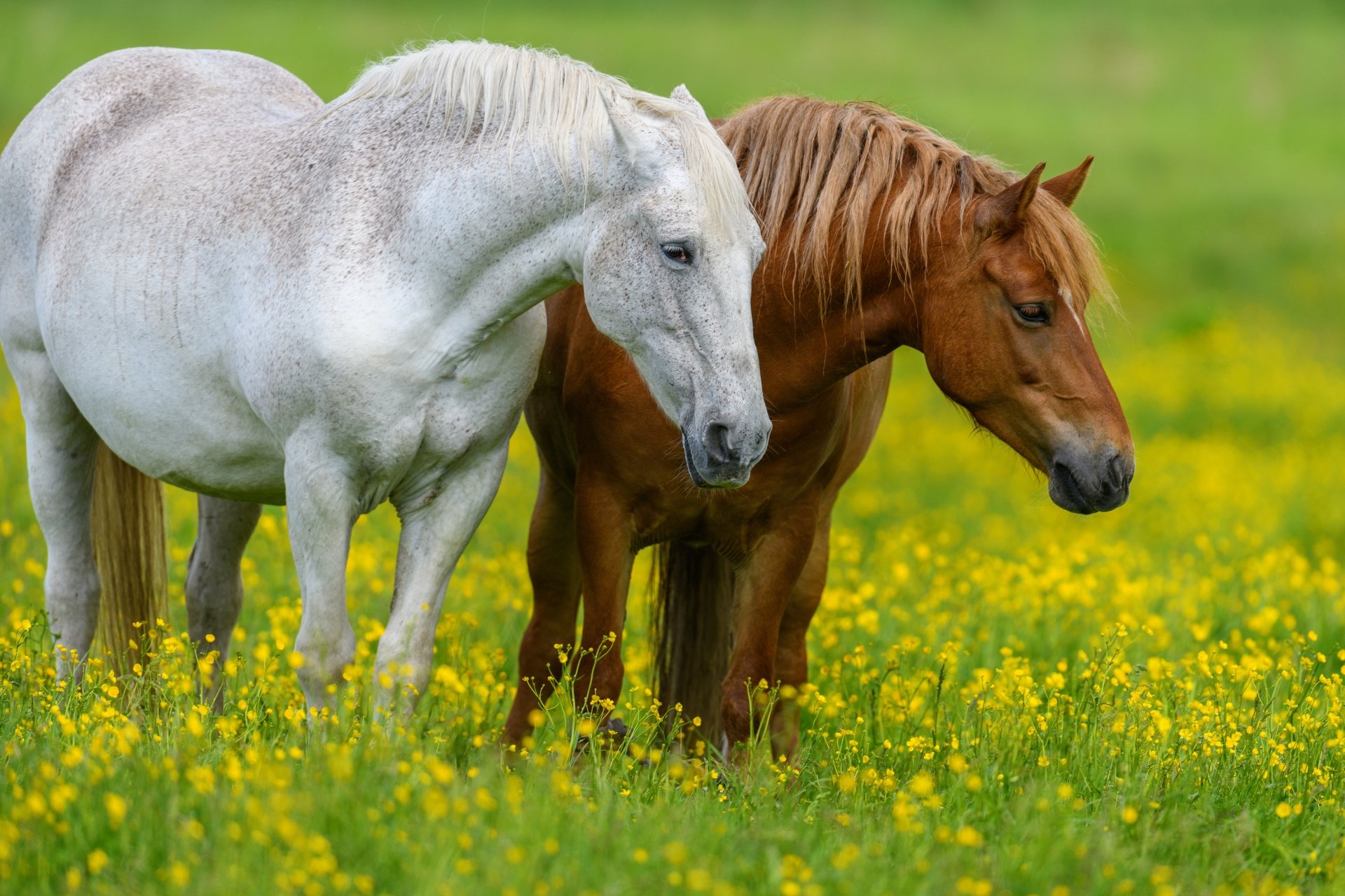 Two horses, one white and one brown, stand side by side in a vibrant yellow wildflower field, captured in stunning 4K Ultra HD detail for a PC desktop wallpaper.