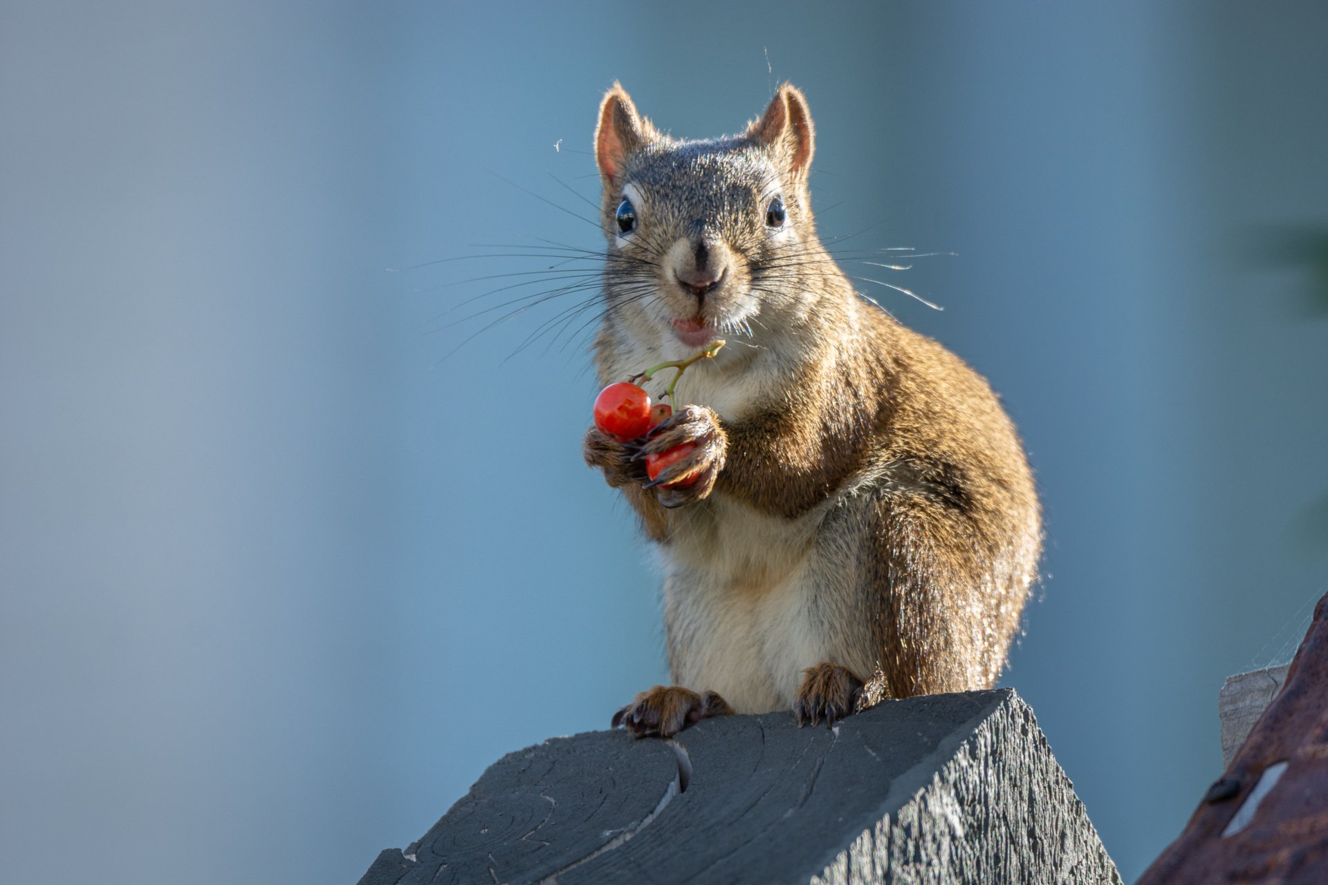 HD PC desktop wallpaper: a brown squirrel perched on a rooftop edge, nibbling a red berry against a soft blue background.