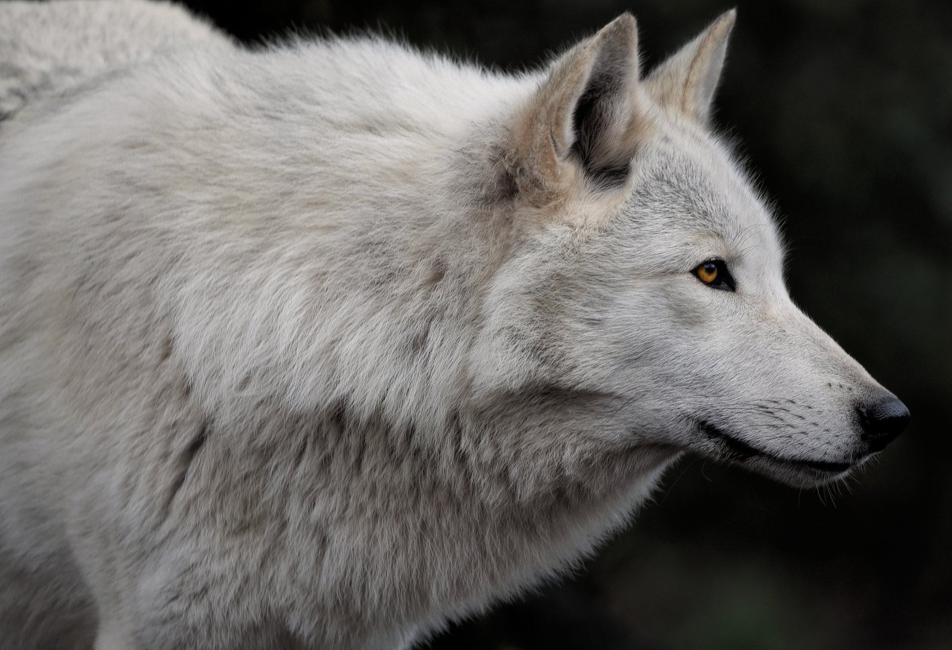 Download Animal Wolf 4k Ultra HD Wallpaper