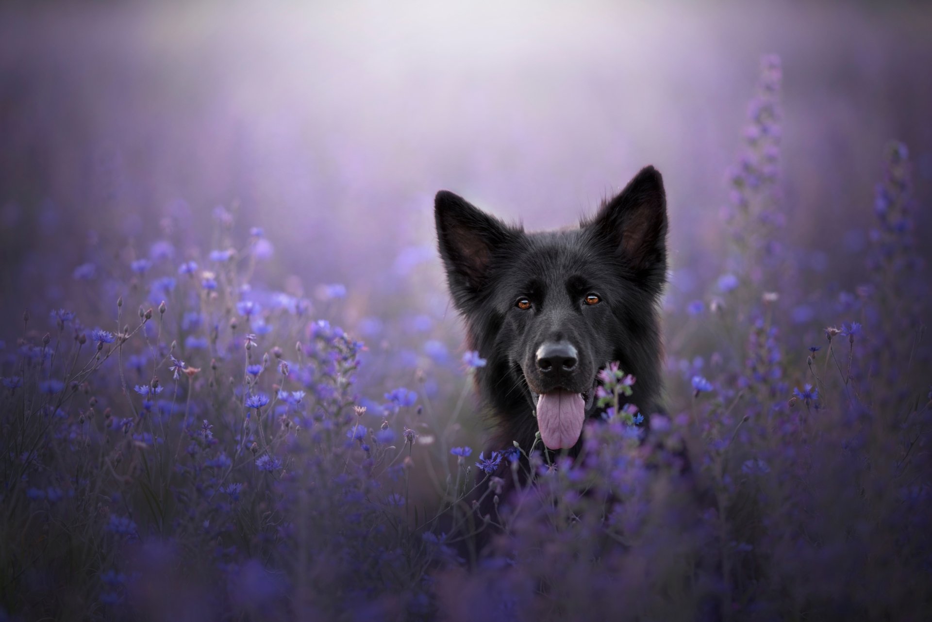 Download Animal German Shepherd 4k Ultra HD Wallpaper