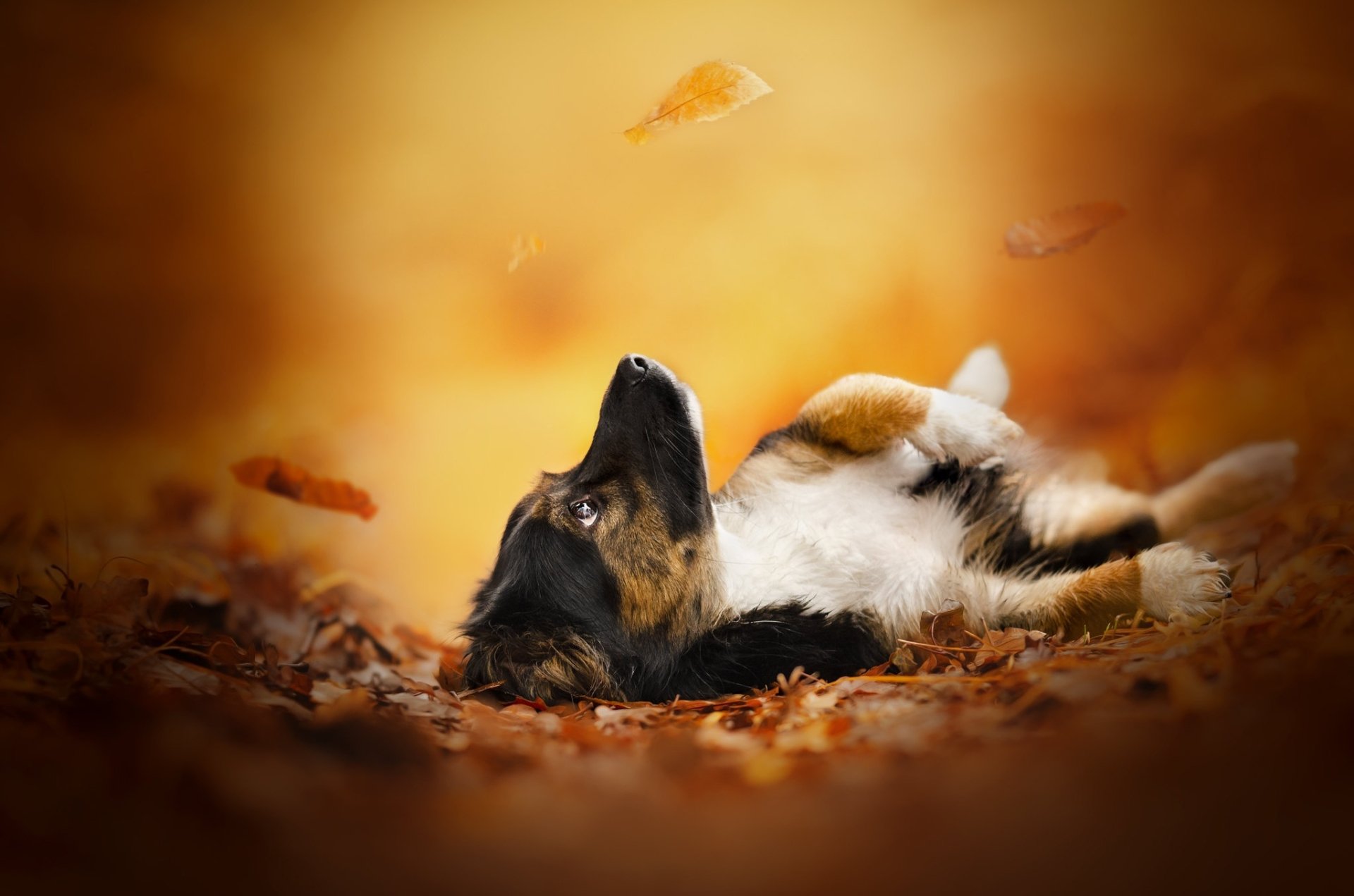 HD PC desktop wallpaper and background: a playful puppy (animal) lying on its back amid golden autumn leaves with warm bokeh lighting.