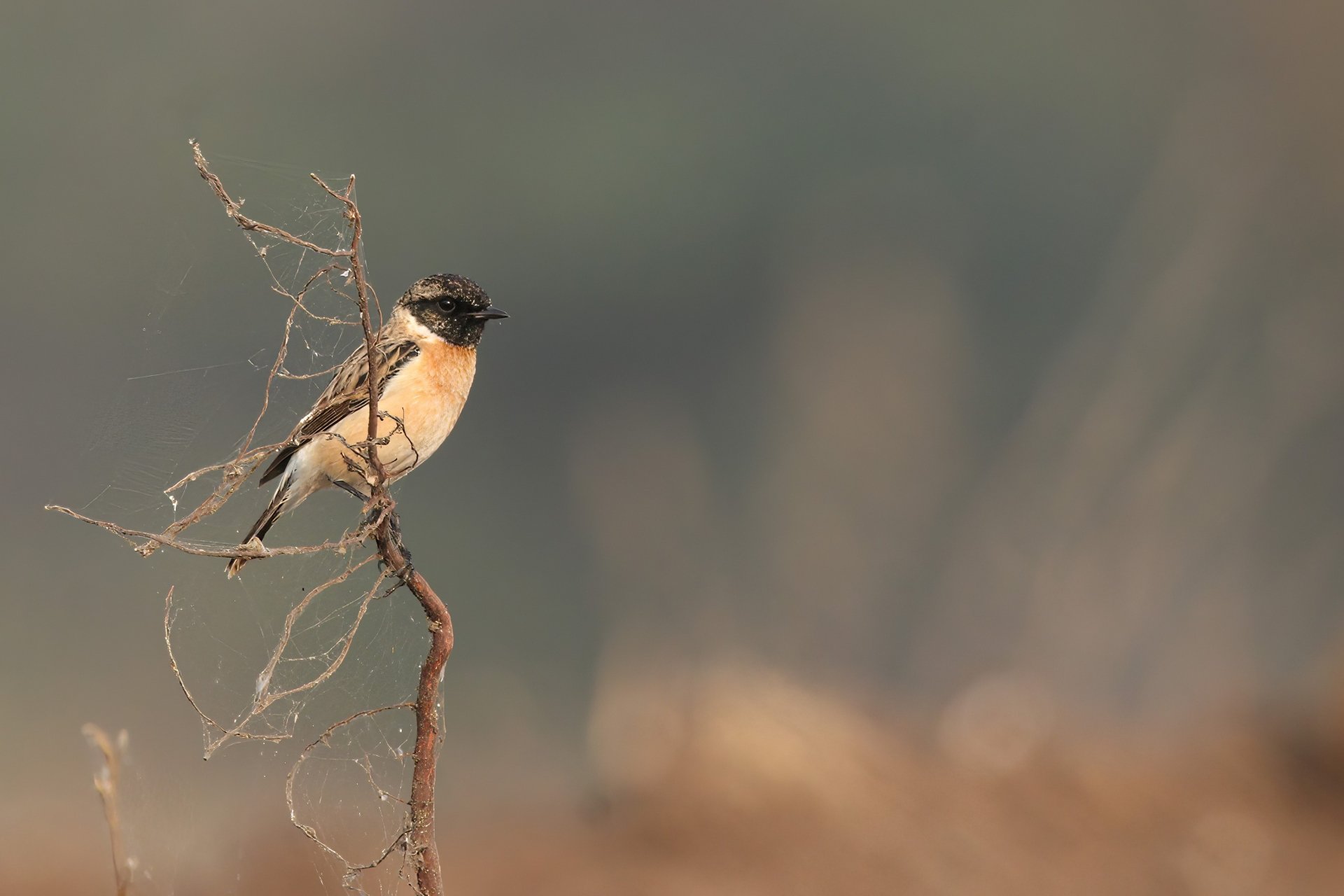 Download Animal Stonechat HD Wallpaper