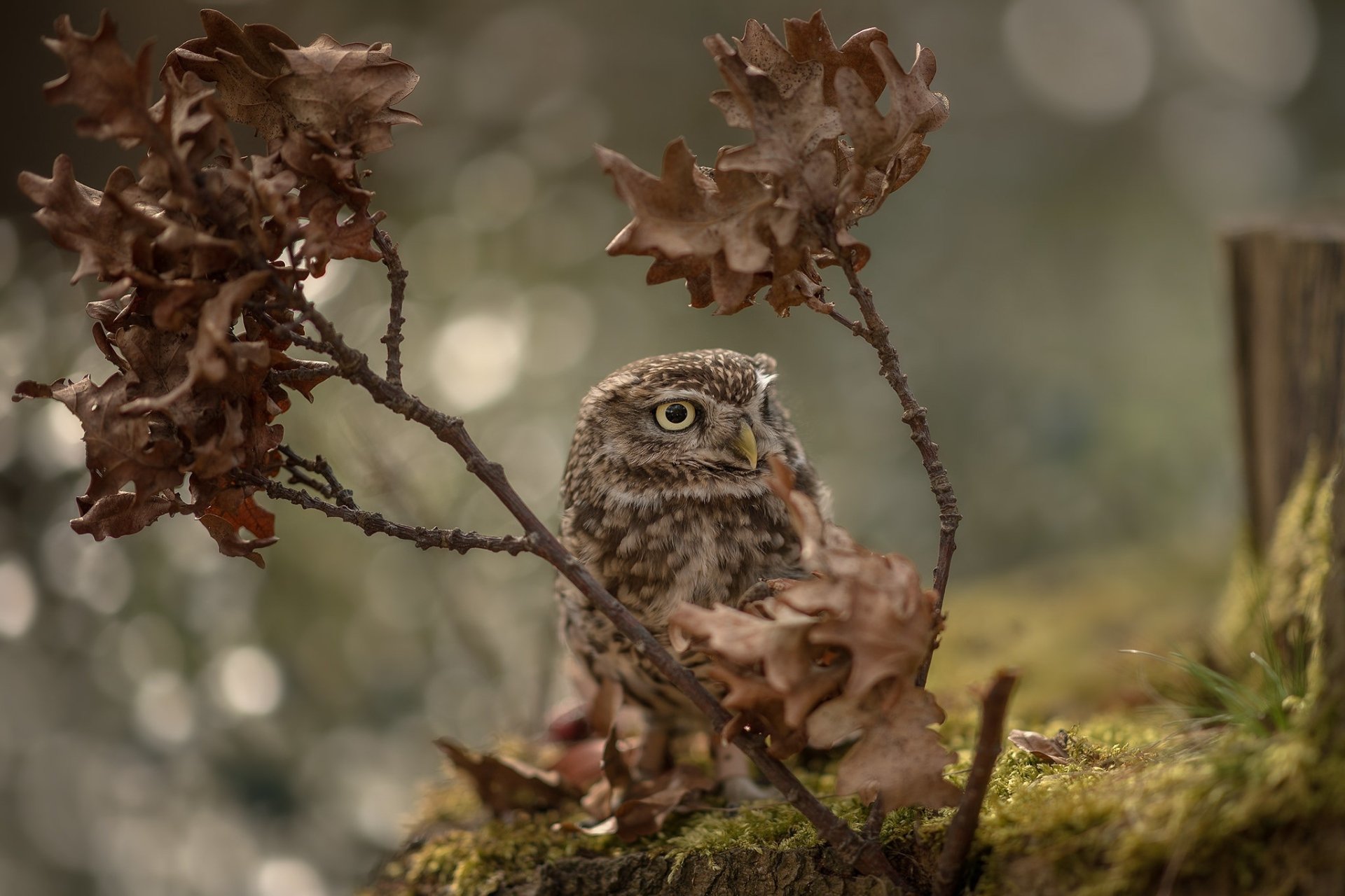 Majestic owl perched on a branch, high-definition desktop wallpaper and background.