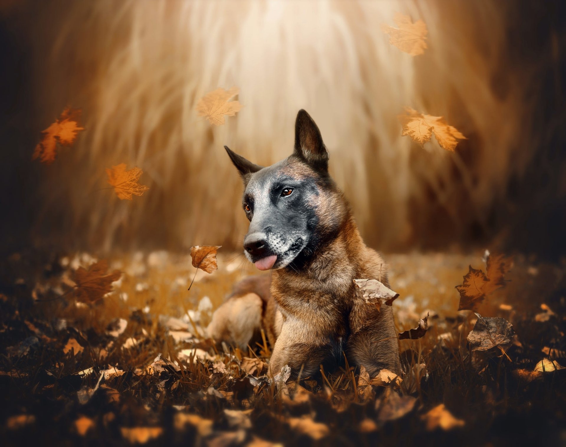 Download Animal Dog HD Wallpaper