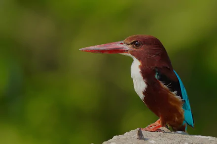 Animal kingfisher HD Desktop Wallpaper | Background Image