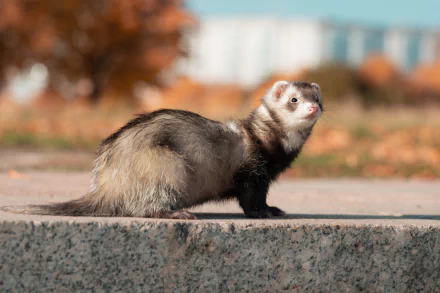 HD PC desktop wallpaper featuring an animal: a curious ferret standing on a stone ledge against a soft, blurred autumn background.
