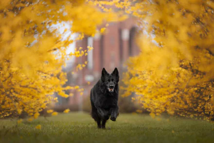 Animal german shepherd HD Desktop Wallpaper | Background Image