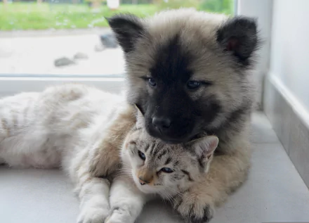 Animal Cat & Dog HD Desktop Wallpaper | Background Image