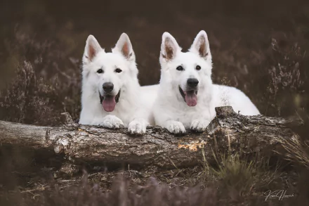 Animal swiss shepherd HD Desktop Wallpaper | Background Image